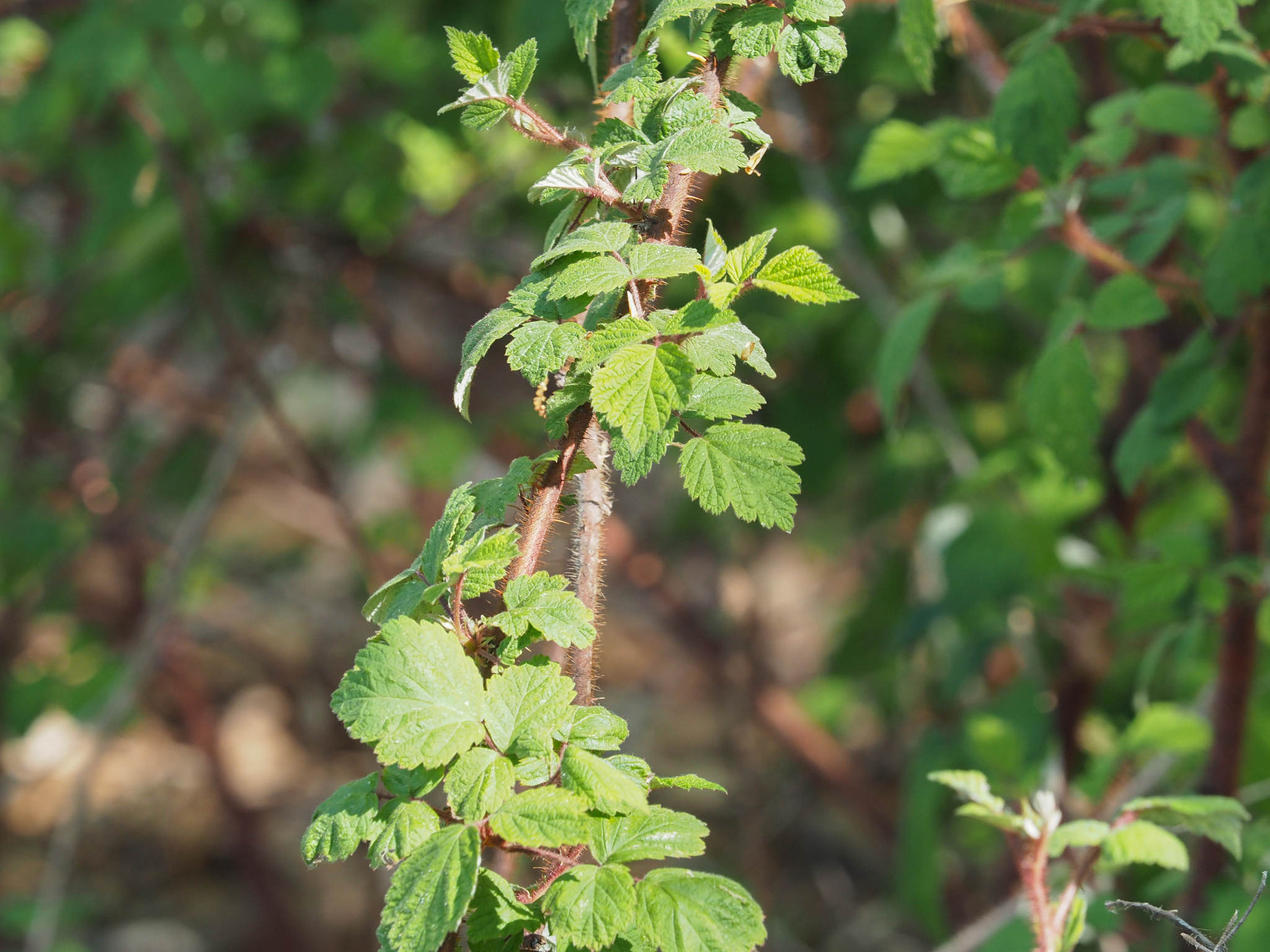 Wineberry has red hairs on the stem
