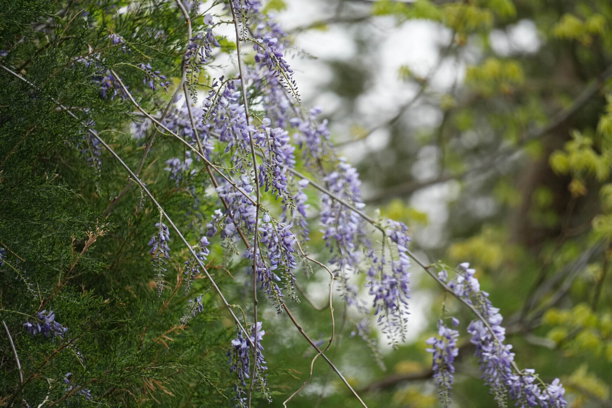 Japanese wisteria