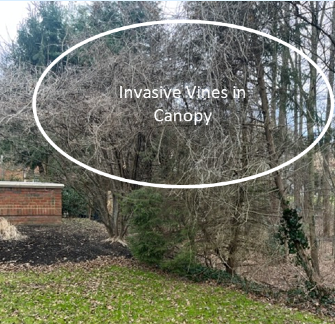 Picketts Reserve Before photo