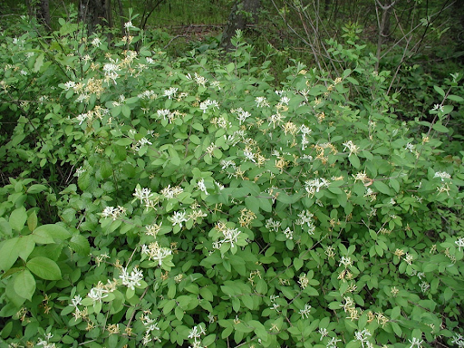 honeysuckle