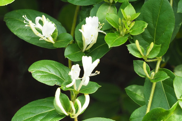 Japanese+honeysuckle