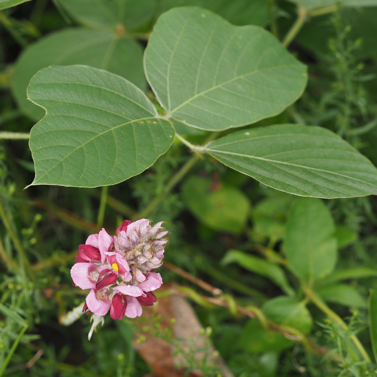 Kudzu Flowers smell like grape juice 1