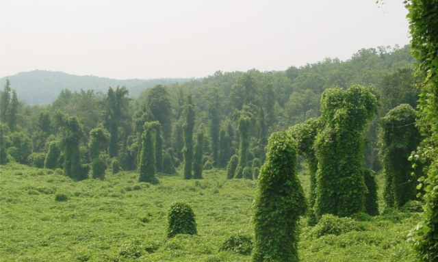 A kudzu invasion